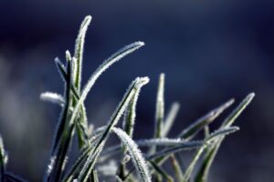 Info centre - frosty blades of grass