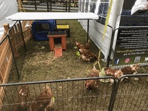 Blogs - chicken rescue