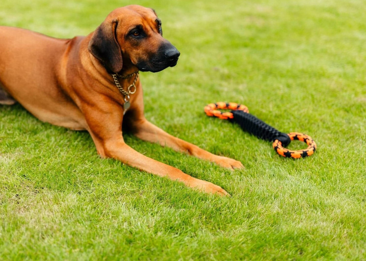 Information & Advice - Damage to lawns caused by pets