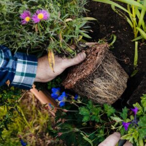 Home page - Lifestyle planting