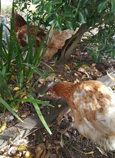 Blog - chicken rescue