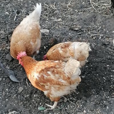 Blogs - rescue hens