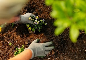 Planting pansies in soil