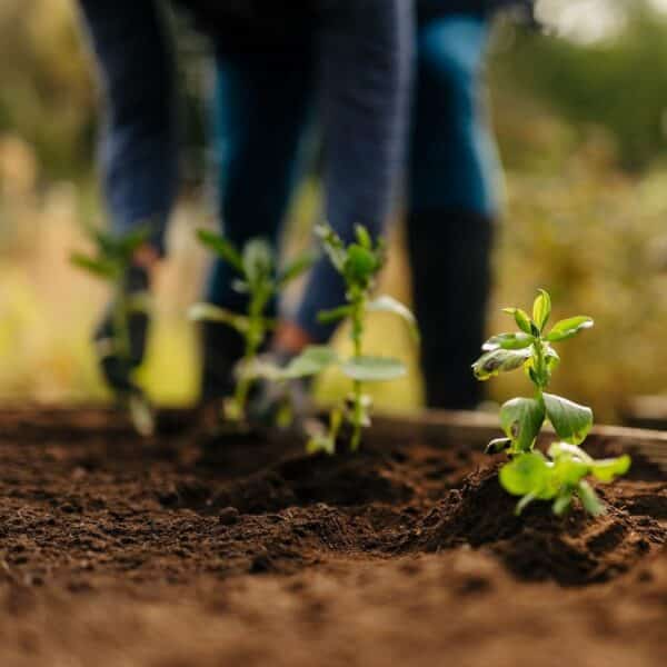 Product Images - Rolawn Vegetable & Fruit Topsoil