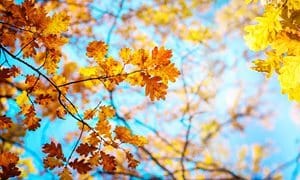 Blogs - autumn leave sky
