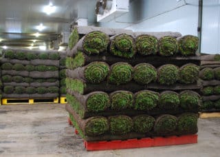 Uncategorised - Rolawn turf rolls