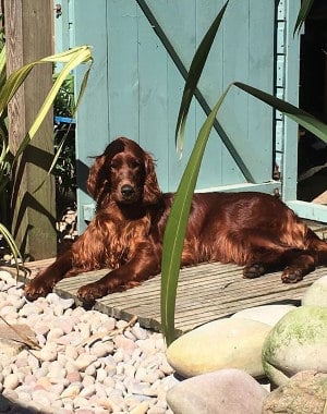 Blog - creating dog friendly garden