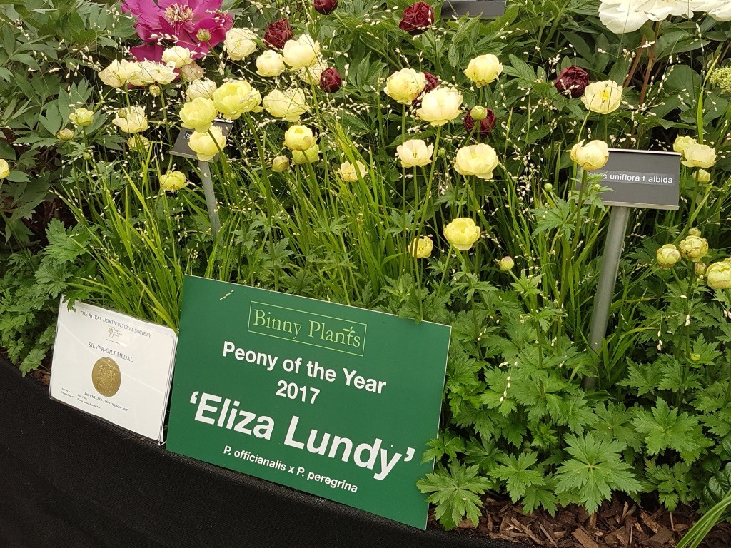Blogs - Eliza Lundy binny plants