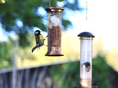 Uncategorised - great tit bird feeder