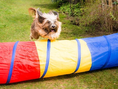 Blog - home dog agility