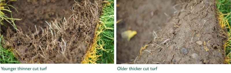 News - rooting comparison