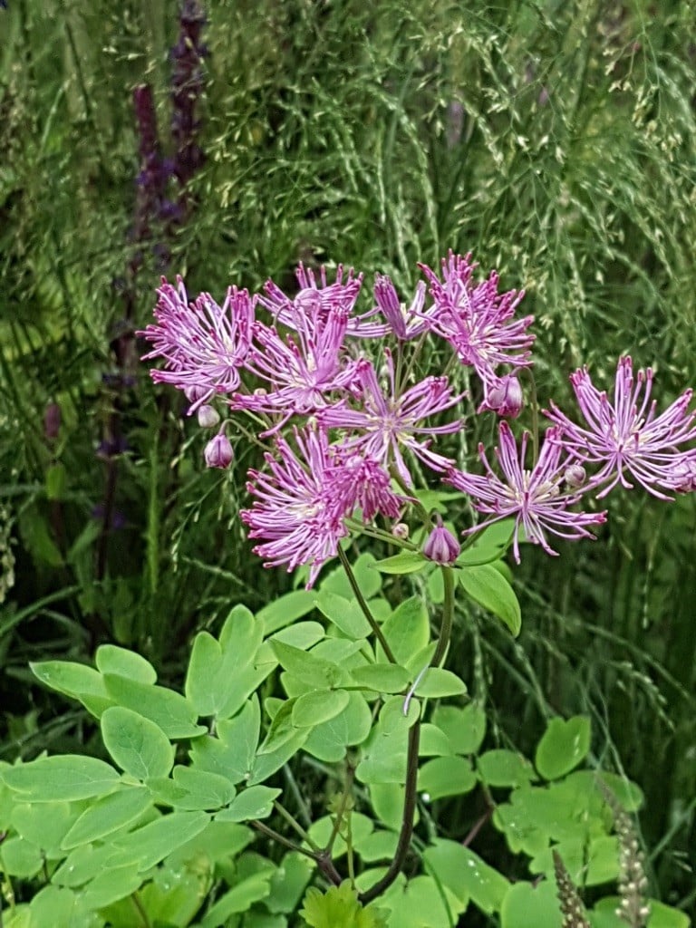 Blogs - thalictrum black stockings