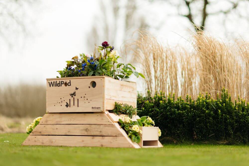 WildPod on grass