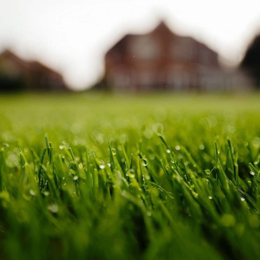 Rolawn Medallion Turf close up