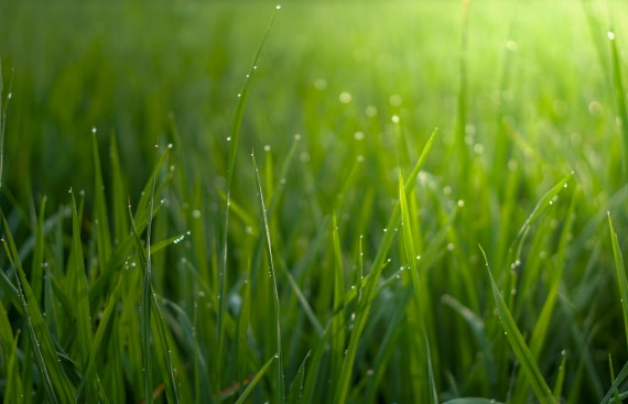 Close up of dew on grass