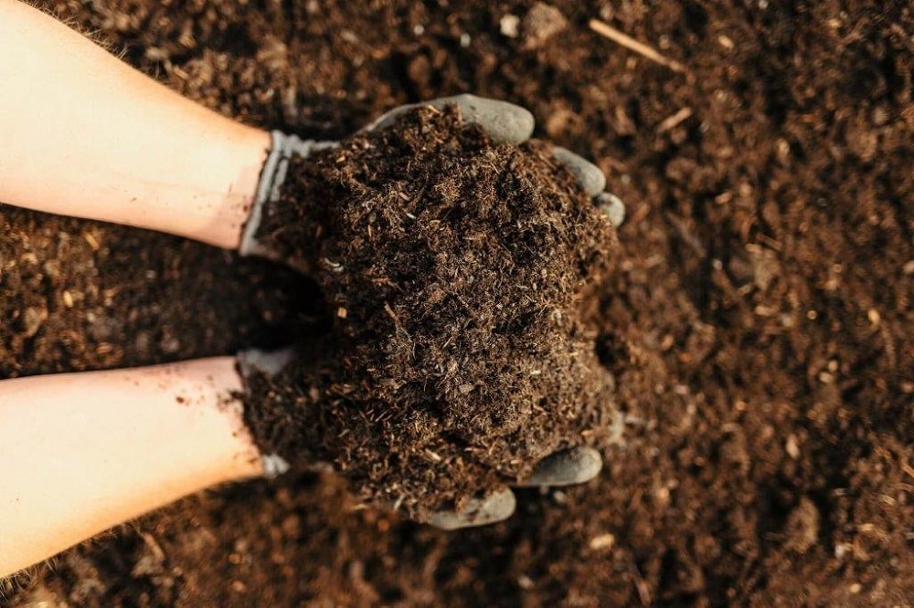 Compost in gardeners hands