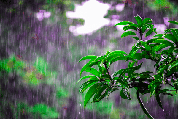 Flood management techniques - planting to absorb rainfall.