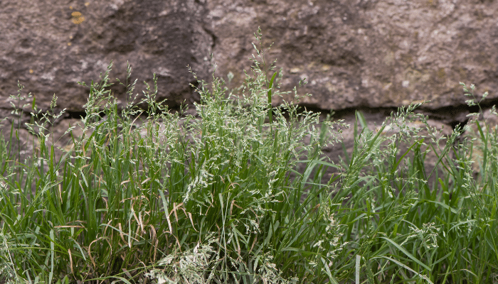 Annual shop meadow grass