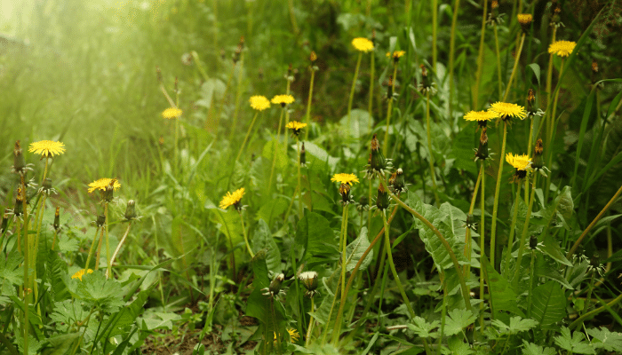 Dandelion leaves and flowers in the garden