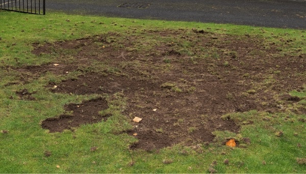 Chafer Grub Damage To Lawn