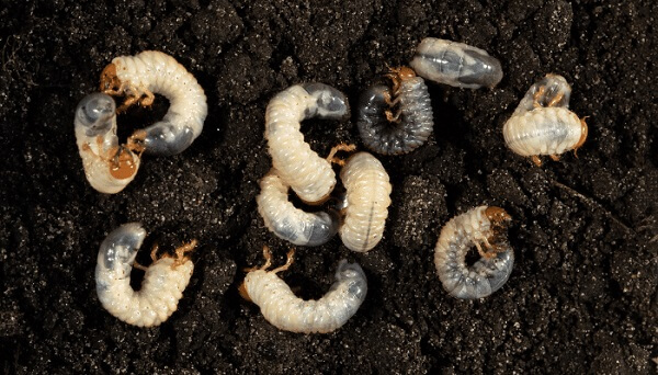 Chafer grubs in soil