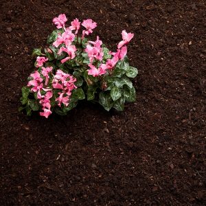 Cyclamen planted in Rolawn Compost Soil Improver