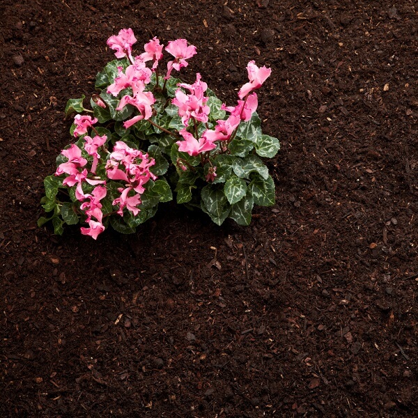 Cyclamen planted in Rolawn Compost Soil Improver