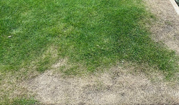 Lawn showing signs of drought damage