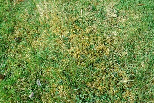 Patch of lawn showing signs or moss growth