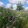 Weed suppressing hay meadow wildflower turf from Rolawn