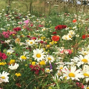 UK Enhanced Native Wildflower Turf with swathes of colour for urban gardens.
