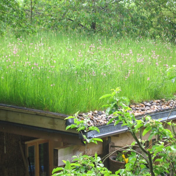 Wildflower roof turf on an outside office