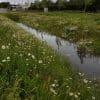 SuDS Wildflower Turf - Image 2