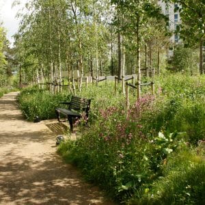 Wildflower turf suitable for use in the shade, under trees and in gardens with limited sunlight