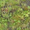 Newly harvested wildflower turf