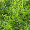 BioScapes® Biodiverse Turf - Image 5