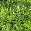 BioScapes® Biodiverse Turf - Image 4