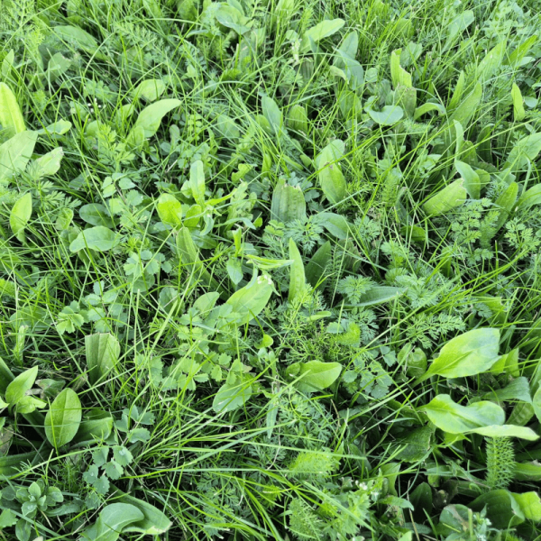 BioScapes® Biodiverse Turf