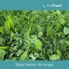 Biodiverse turf with Profresh treatment