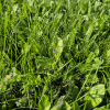 BioScapes® Biodiverse Turf - Image 3