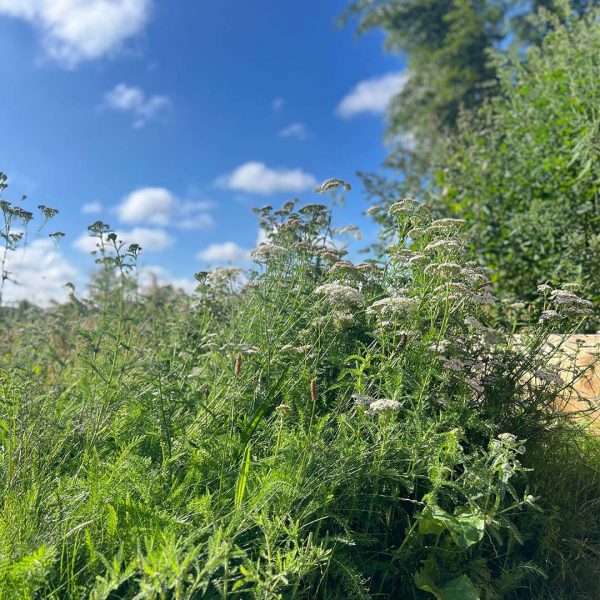 BioScapes® Biodiverse Turf - Image 6