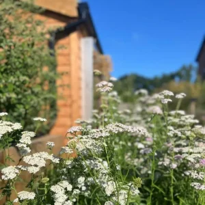Biodiverse Turf established for 6 months