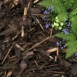 Landscaping bark handy bag with fern and bluebells