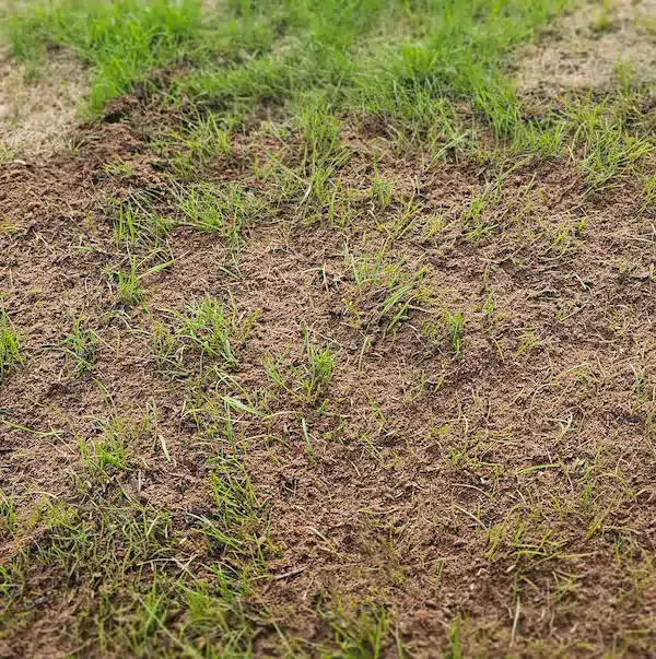 Top dressed lawn to promote growth and reduce disease